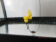 rig& baits !!